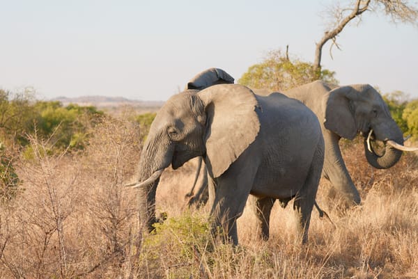 Explore Africa